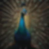 Majestic peacock displaying vibrant plumage