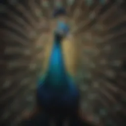 Majestic peacock displaying vibrant plumage