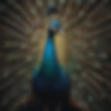 Majestic peacock displaying vibrant plumage